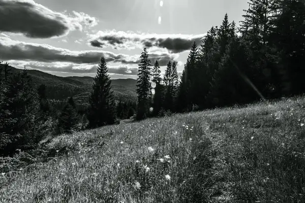 Yazın ağaçlı ve çimenli siyah beyaz bir fotoğraf.