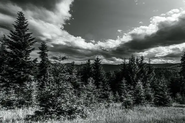 bir çam ormanının siyah beyaz fotoğrafı