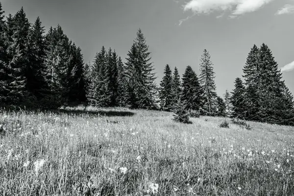 Dağ manzarasının siyah ve beyaz görüntüsü.