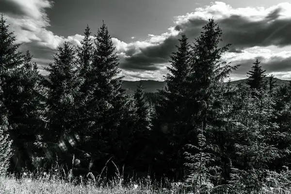 Dağlardaki güzel dağ ormanları