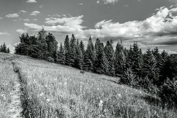 Ağacı ve bulutlu gökyüzü olan güzel bir manzara.
