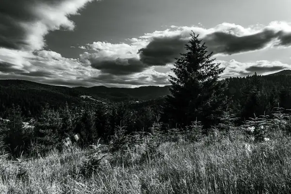 Bir tarlada siyah beyaz ağaçların güzel bir görüntüsü.