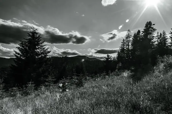 Siyah beyaz manzaranın güzel bir görüntüsü.