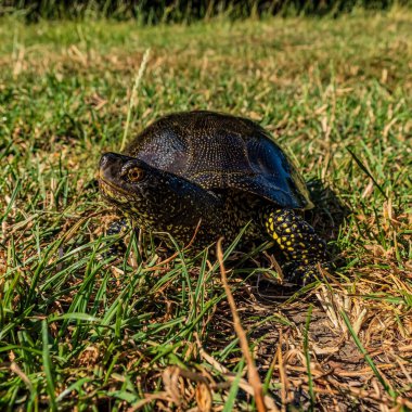 Kaplumbağanın yakın görüntüsü