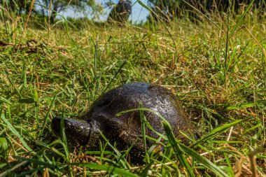 Büyük siyah kaplumbağa, çimlerin üzerinde ağzı açık.