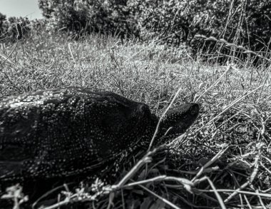 Eski bir taşın siyah beyaz resmi