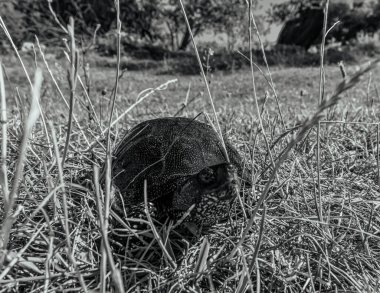 Ormandaki siyah beyaz bir kedinin güzel manzarası