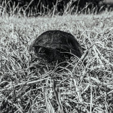 Otların arasında bir köpek