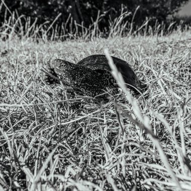 Siyah beyaz bir yaban domuzu resmi.