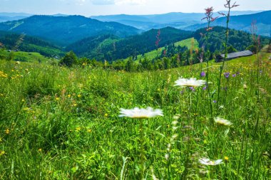 Dağlarda güzel çiçekler