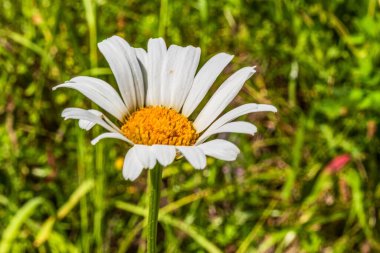 Çiçek açan güzel çiçeğe yakın, seçici odaklanma