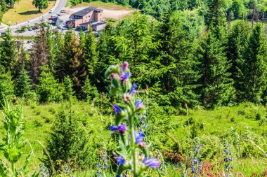 Dağlarda yaz manzarası