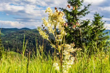 Karpatlar 'da bir dağ yamacında güzel çiçekler, Ukrayna