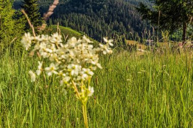 dağlarda yaz çiçek