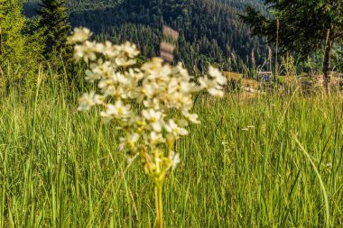 Dağlarda yabani sarımsak