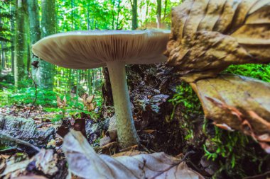 Ormanda beyaz ve siyah mantar