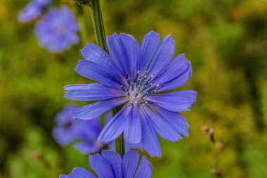 Bahçedeki mavi çiçek