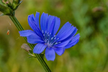 Güzel botanik fotoğrafı, doğal duvar kağıdı.