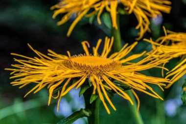 Bahçedeki sarı çiçekler