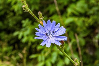 Bahçedeki güzel çiçekler