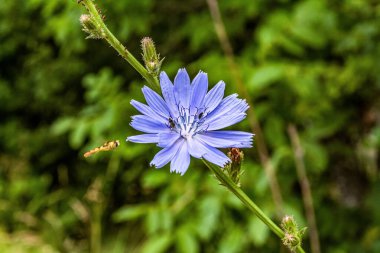 Güzel mavi bir çiçeğin yakın çekimi.
