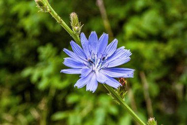 Makro fotoğraf, Hayvanlar, Doğa, urope, Doğu Avrupa, Romanya - Canon EOS 4000D lensler: EF-S 18-55 mm f / 3.5-5.6 is II