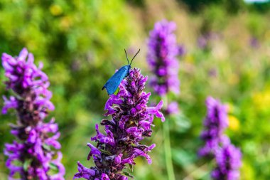 Makro fotoğraf, Hayvanlar, Doğa, urope, Doğu Avrupa, Romanya - Canon EOS 4000D lensler: EF-S 18-55 mm f / 3.5-5.6 is II