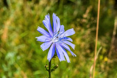 Bahçedeki güzel çiçekler