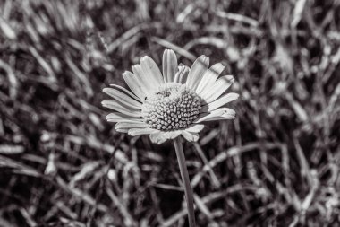 Çimlerdeki papatya tarlasının siyah beyaz fotoğrafı