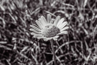 Arazinin ortasında beyaz bir papatyanın gri tonlu görüntüsü.