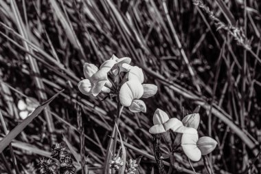Ormanda çimlerin üzerinde beyaz bir çiçek. siyah ve beyaz.