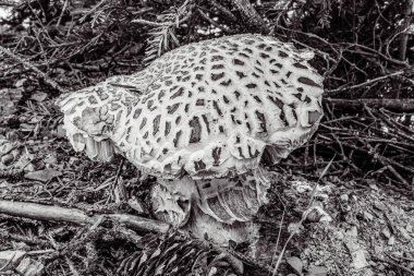 Beyaz arka planda beyaz ve siyah mantarlar