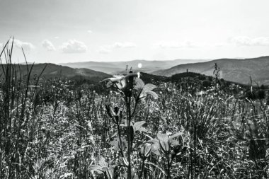 Parktaki genç bir kadının siyah beyaz fotoğrafı.