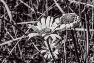 Tarladaki papatyanın gri tonlu görüntüsü.