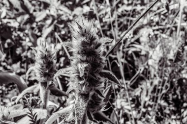 Doğanın güzel manzarası