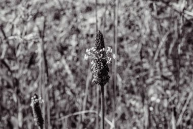 Çayırdaki yabani otlar.