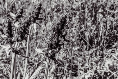 Sahada siyah ve beyaz çiçekler