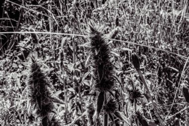 Parktaki siyah ve beyaz otlar