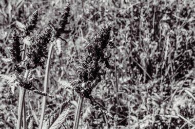 Tarlada siyah ve beyaz çiçekler