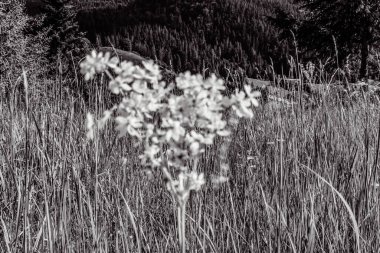 Ormandaki vadinin güzel çiçekleri