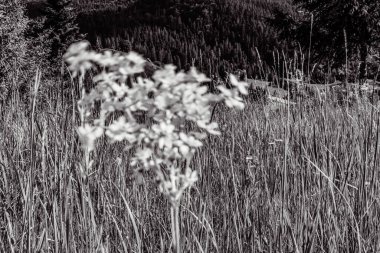 ormanda siyah beyaz çiçekler