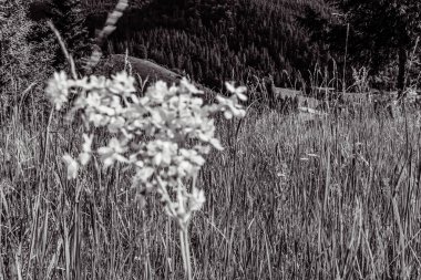 Yazın bir sürü çiçekle dolu güzel bir dağ manzarasının siyah beyaz resmi.