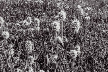 Tarlada büyüyen beyaz papatya çiçeğinin yakın plan çekimi.