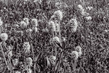 Güzel botanik fotoğrafı, doğal duvar kağıdı.
