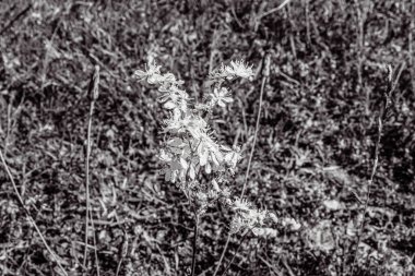 Bahçedeki güzel çiçekler