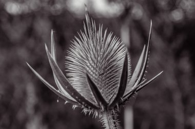 Siyah beyaz çiçeği kapat.