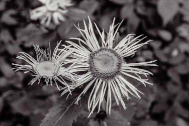 Güzel botanik fotoğrafı, doğal duvar kağıdı.