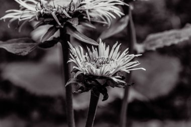 Bahçedeki siyah ve beyaz çiçekleri kapatın, tarlanın sığ derinliğine dikkat edin.