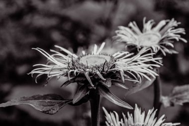 Güzel botanik fotoğrafı, doğal duvar kağıdı.