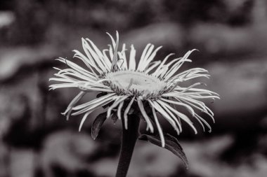 Güzel botanik fotoğrafı, doğal duvar kağıdı.